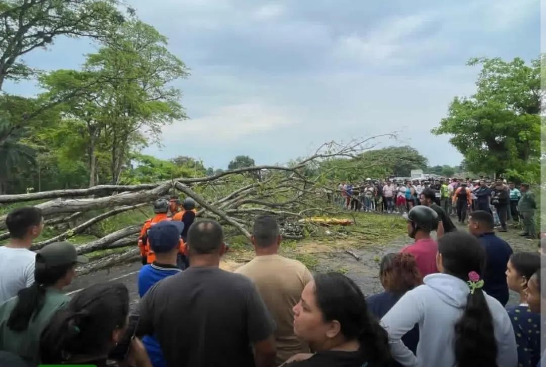 Barinas: árbol se desploma y cae sobre una persona adulta y un menor 